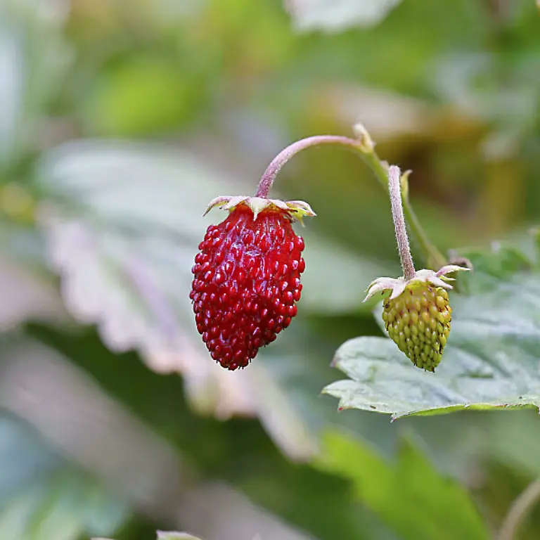 Wald-Erdbeere-Fragaria-vesca-reife-Frucht-Wilnsdorf-Nordrhein-Westfalen-Deutschland
