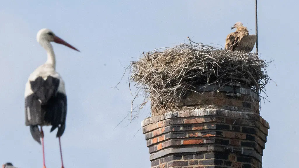 Ein-Storch-steht-auf-einem-Hausdach-waehrend-in-einiger-Entfernung-ein-Gaensegeier-auf-dem-Storchennest-im-Landkreis-Hildesheim-verweilt-Der-Gaensegeier-der-bereits-am-Sonntag-in-einem-Nachbardorf-eine-Storchenfamilie-angegriffen-und-alle-Jungstoerche-toetete-hat-erneut-zugeschlagen-Wieder-hat-er-die-Elterntiere-vertrieben-und-anschliessend-drei-Jungtiere-nacheinander-getoetet-und-gefressen