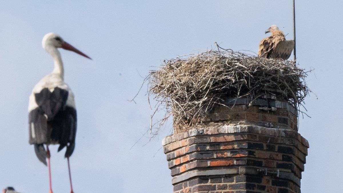"Eltern-Störche waren machtlos": Gänsegeier frisst Jungtiere - Storchendrama bewegt Niedersachsen 