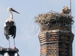 "Eltern-Störche waren machtlos": Gänsegeier frisst Jungtiere - Storchendrama bewegt Niedersachsen
