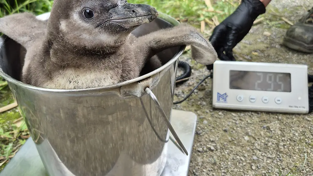 Seltener-Pinguin-Nachwuchs-auf-der-Waage