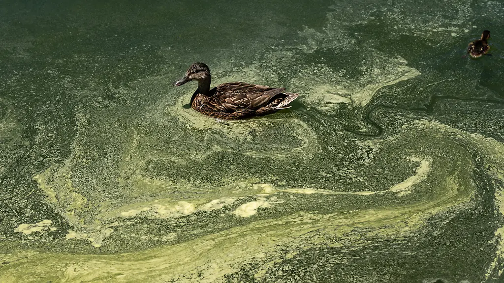 A-duck-swims-through-algae-in-the-Lincoln-Memorial-Reflecting-Pool-after-recent-renovations-following-a-directive-from-U-S-President-Donald-Trump-to-paint-it-blue-ahead-of-the-250th-anniversary-of-U-S-Independence-in-Washington-D-C-U-S-June-16-2026
