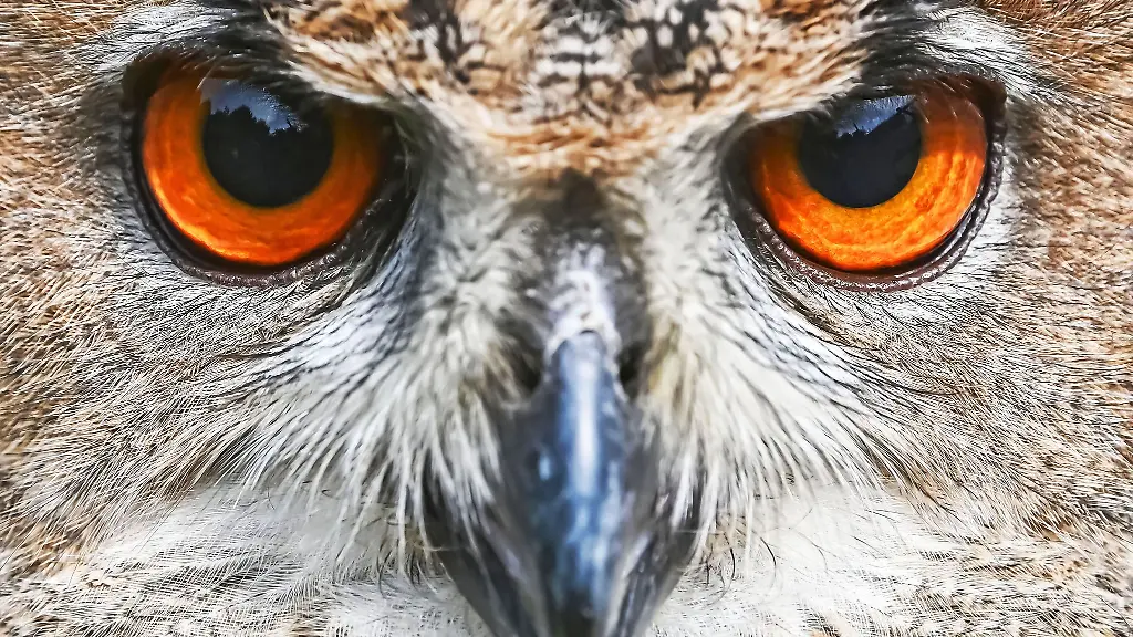 Die-jungen-Uhus-sollen-nach-dem-Sommer-ausgewildert-werden