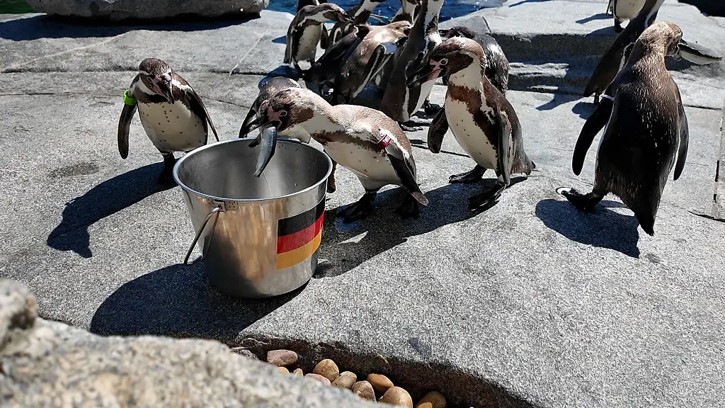 Erst-waren-die-Pinguine-unschluessig-dann-aber-war-der-deutsche-Eimer-zuerst-leergefuttert