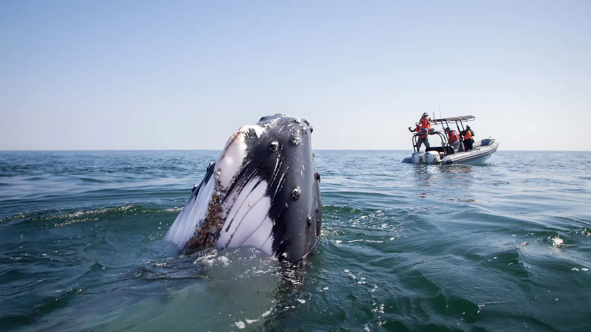 Normalerweise sesshafte Tiere: Buckelwal verlässt Gruppe und schwimmt allein große Strecke