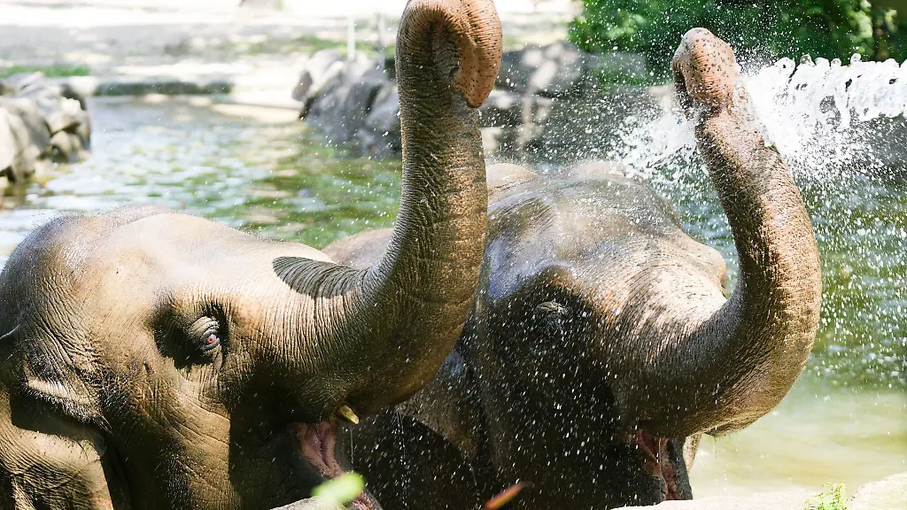 Die-hohen-Temperaturen-machen-den-Elefanten-nichts-aus-sagt-Zoo-Sprecherin-Hanja-Runge