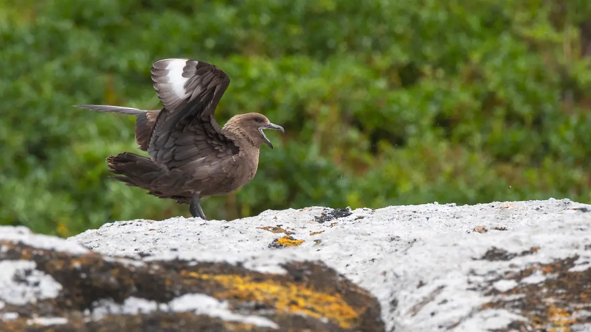 Infizierte Möwe in Australien: Vogelgrippe erreicht auch den letzten Kontinent