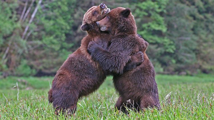 "Bär"-Lauch deutet auf die gewaltigen Kräfte des Bären hin, die auch der Mensch nach dem Verzehr  erlangen könnte - glaubten jedenfalls die alten Germanen.