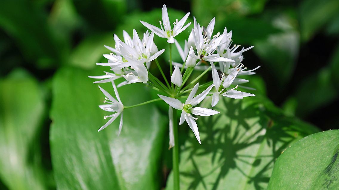 Schön anzusehen - aber mit der Blüte verliert der Bärlauch an Aroma.