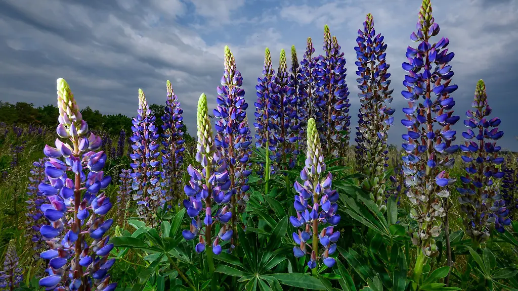 Die-Vielblaettrige-Lupine-auch-Stauden-Lupine-genannt-kann-zur-Bedrohung-fuer-die-etablierte-Bergwiesen-Flora-werden
