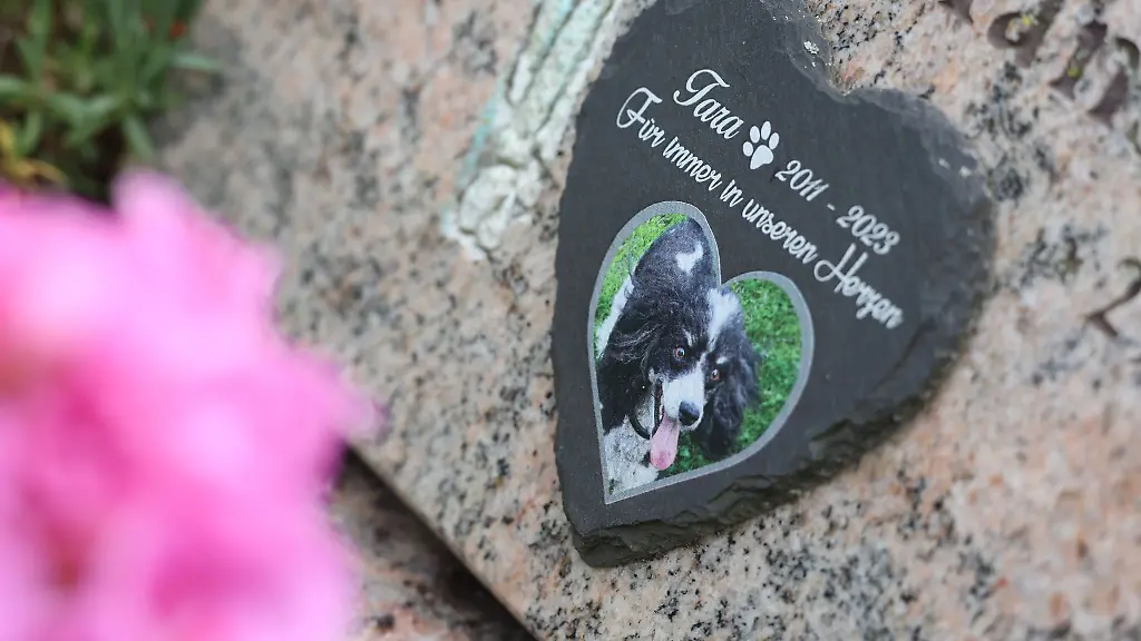 Eine-Grabplatte-mit-einem-Hundefoto-steht-auf-einem-Friedhof