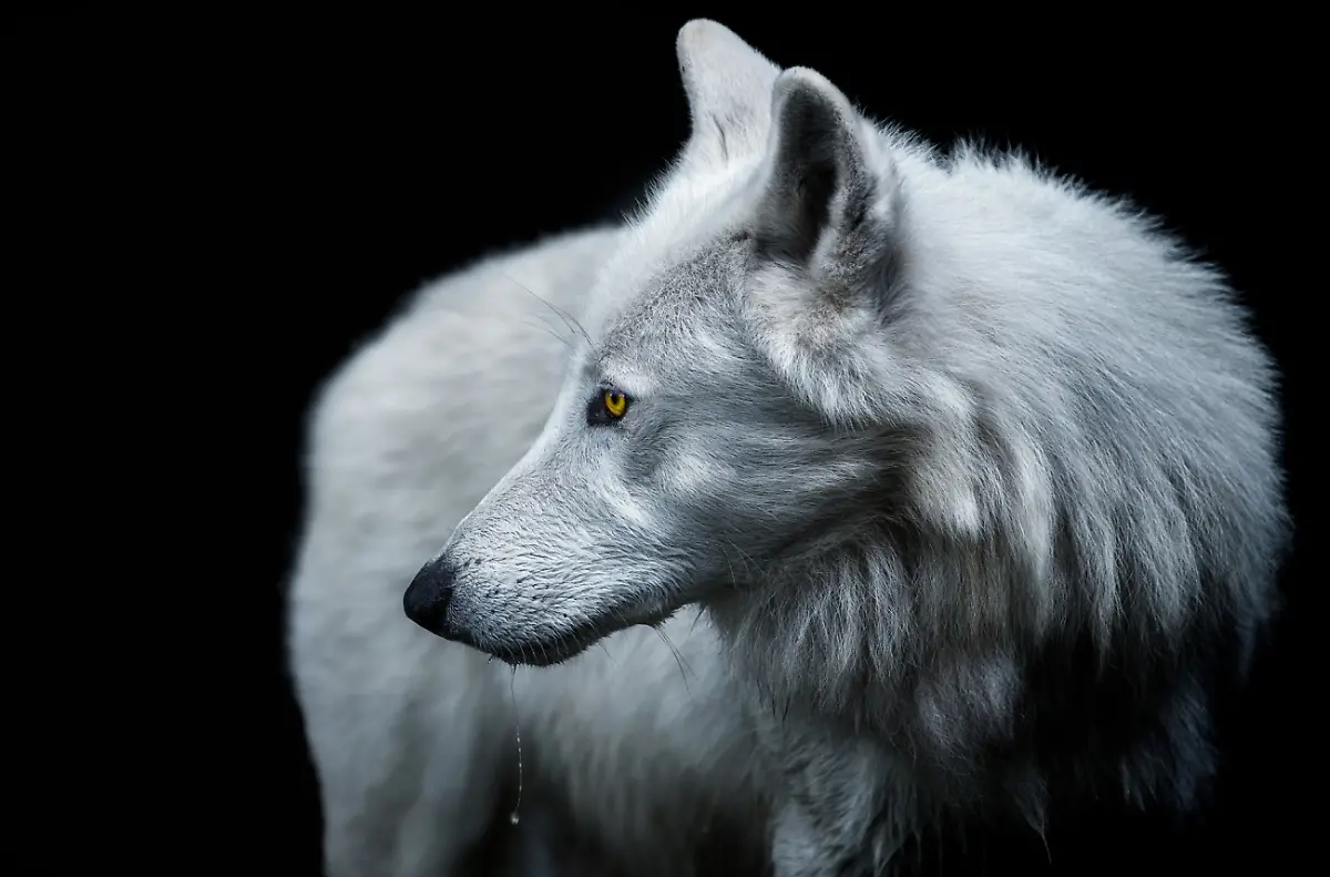 NICHT-VERWENDEN-AnimalsPets-01-Arctic-wolf-by-Pedro-Jarque
