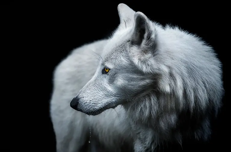 NICHT-VERWENDEN-AnimalsPets-01-Arctic-wolf-by-Pedro-Jarque
