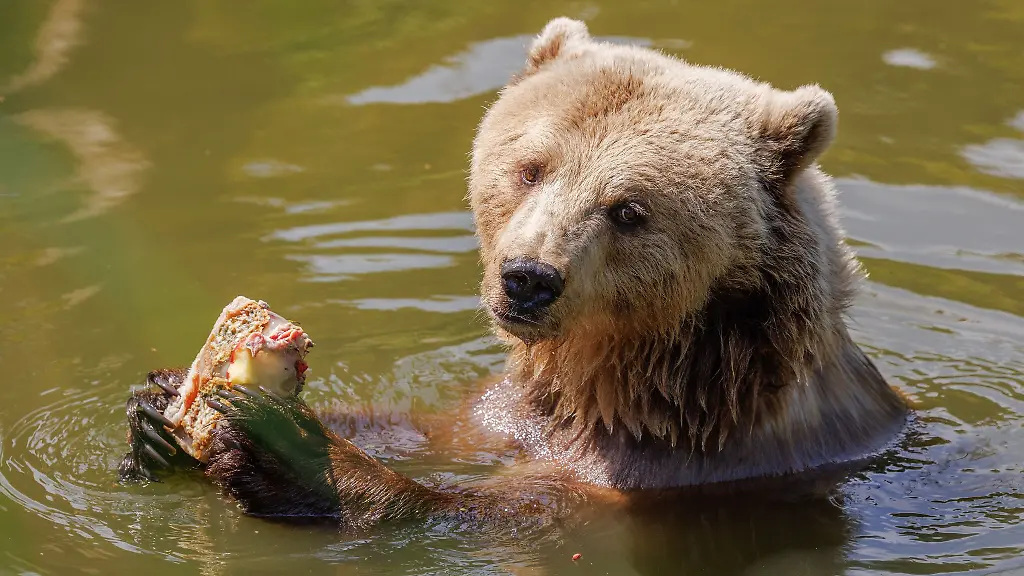Nicht-nur-fuer-Baeren-im-Zoo-bietet-sich-ein-Sprung-ins-kuehle-Nass-an