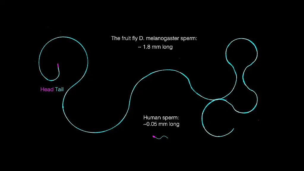 Mini-Fliegen mit Mega-Spermien - Warum gibt es kein Verheddern_