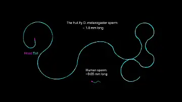 Mini-Fliegen mit Mega-Spermien - Warum gibt es kein Verheddern_