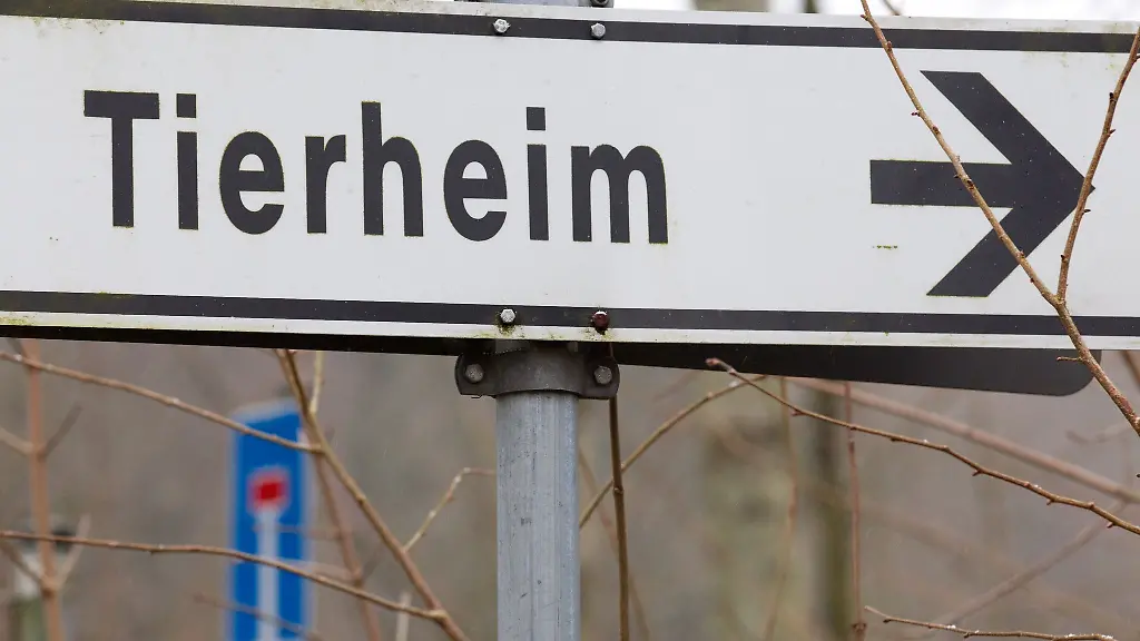 Der-43-Jaehrige-gab-an-das-Tier-in-einem-Ort-in-der-Region-gefunden-zu-haben