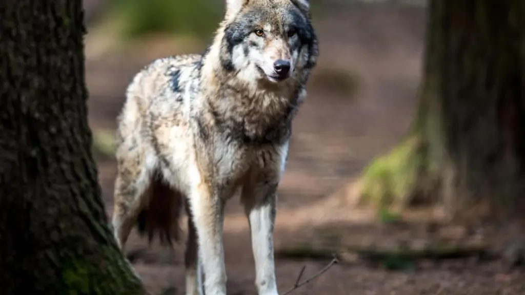 Ein-Wolf-steht-im-Wald