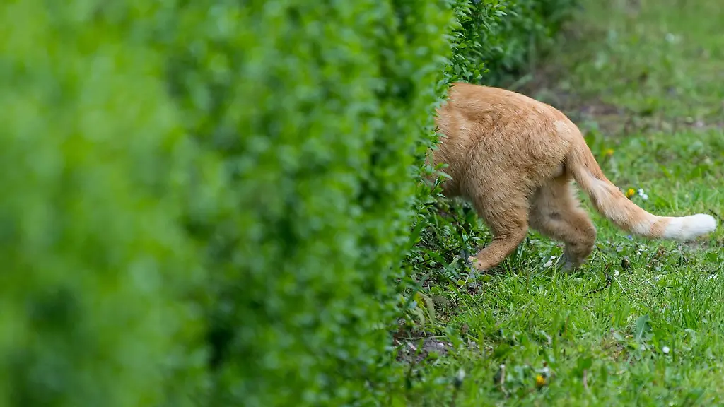 Katze-im-Garten-In-Barleben-wurde-eine-Katze-mit-einem-Luftgewehr-schwer-verletzt