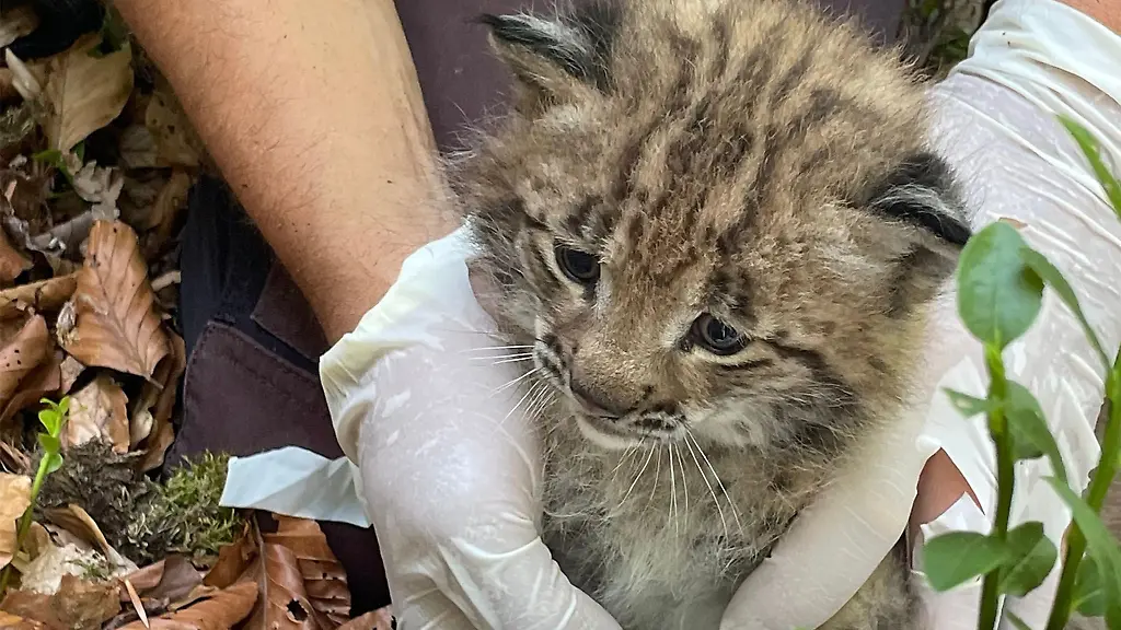 Der-kleine-Luchs-ist-der-erste-Nachwuchs-seit-mehr-als-200-Jahren