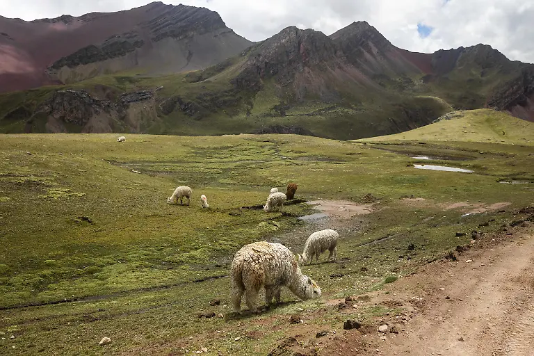 Alpakas-grasen-friedlich-in-der-atemberaubenden-Landschaft-von-Perus-beruehmter-Vinicunca-auch-bekannt-als-Regenbogengebirge