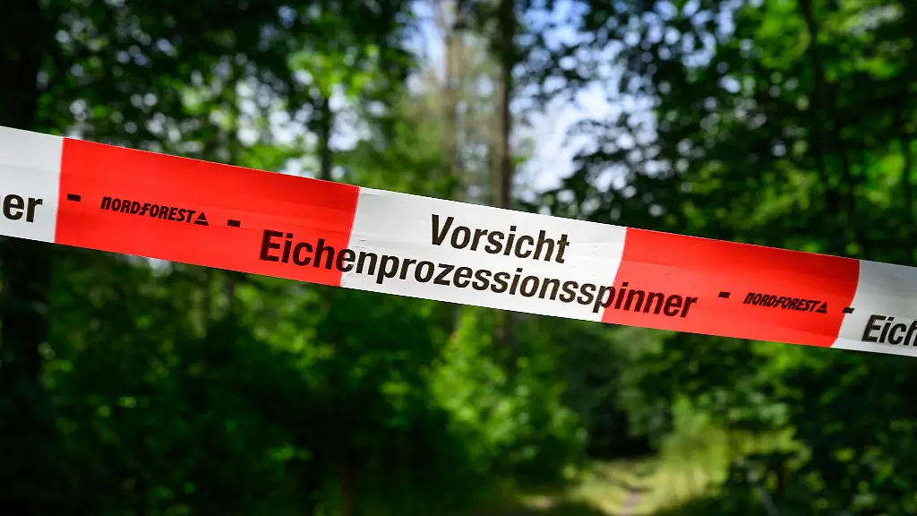 Der-waermeliebende-Eichenprozessionsspinner-konnte-sich-stark-vermehren-Auch-im-Wald-sind-Eichen-betroffenen