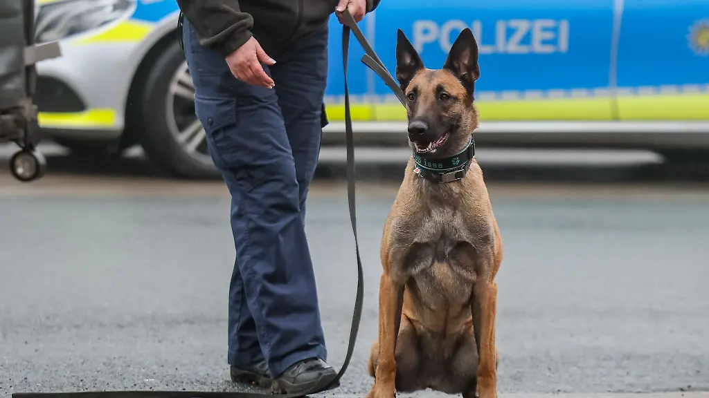 Belgische-Schaeferhunde-werden-haeufig-als-Diensthunde-bei-der-Polizei-eingesetzt