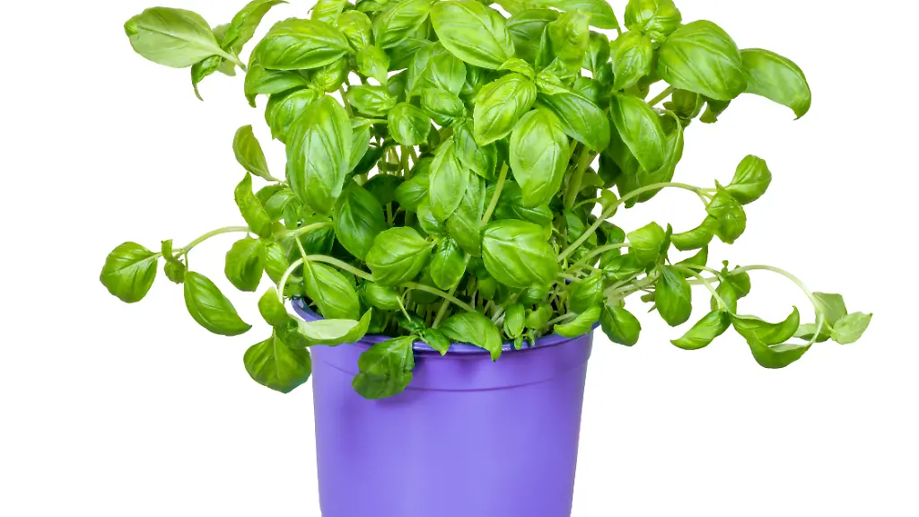 Isolated-fresh-basil-plant-Isolated-fresh-basil-plant-in-a-flower-pot-Isolated-fresh-basil-plant-in-a-flower-pot-27-05-2024-Copyright-xmanfredxyx-Panthermedia37325754
