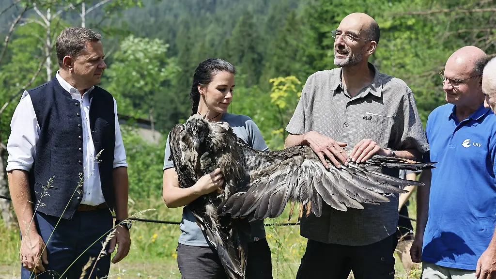 Bartgeier-Zierli-wurde-zusammen-mit-Jungtier-Alosa-zur-Auswilderungsnische-im-Klausbachtal-gebracht