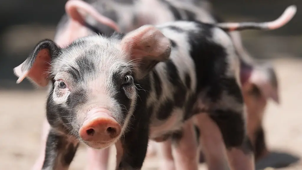 Zwoelf-Ferkel-hat-die-Bentheimer-Landschwein-Mutter-in-Hagenbecks-Tierpark-zur-Welt-gebracht
