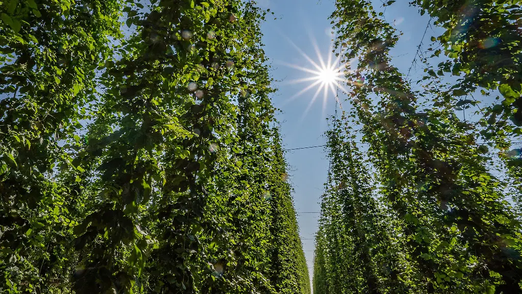 In-der-Hallertau-liegt-das-groesste-zusammenhaengende-Hopfenanbaugebiet-der-Welt