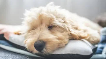 Kühldecke Haustiere Prime Day