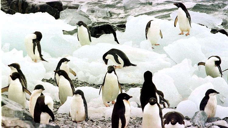 Adelie-Pinguine auf der Torgerson-Insel in der Antarktis.
