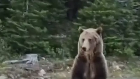 baer