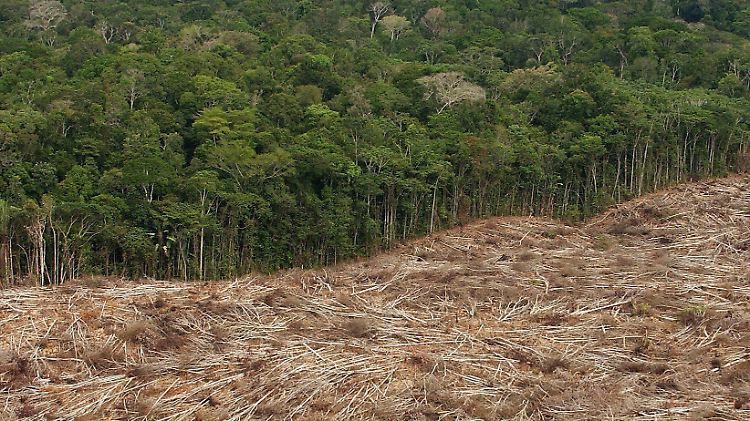 Seit der Ankunft der Europäer um 1500 wurden 93 Prozent des brasilianischen Regenwaldes zerstört.