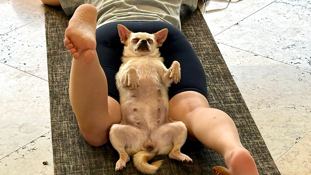 Wellness-Trend Puppy Yoga (1)