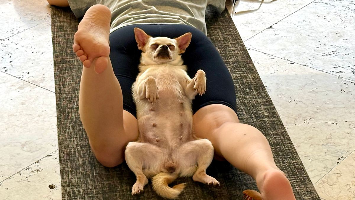 Herabschauender-Hund-mit-Welpe-Trend-Puppy-Yoga-boomt-und-hat-eine-Schattenseite