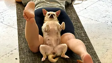 Wellness-Trend Puppy Yoga (1)