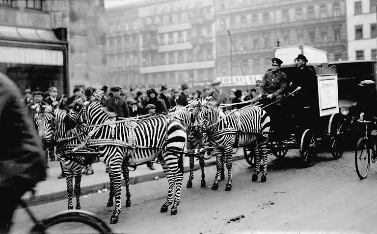 Zebragespann-vor-Karstadt-1930-Berlin-Neukoelln-Kaufhaus-Karstadt-Herrmannplatz-Werbeaktion-vor-dem-Kaufhaus-Zebra-gespann-mit-Tieren-von-Hagenbeck-Foto-21-2-1930