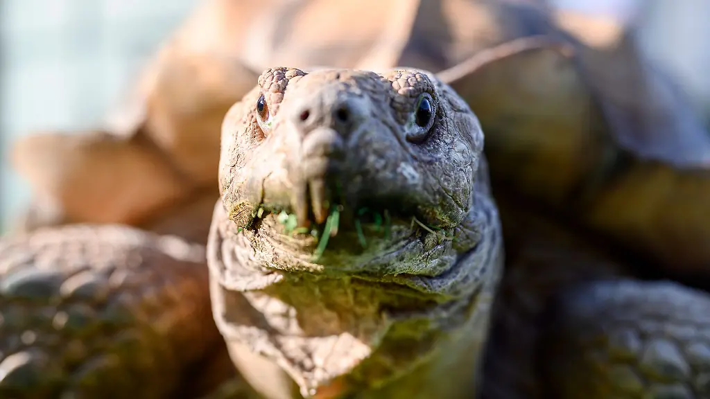 Spornschildkroeten-sind-die-groessten-auf-dem-Festland-lebende-Landschildkroetenart-Afrikas