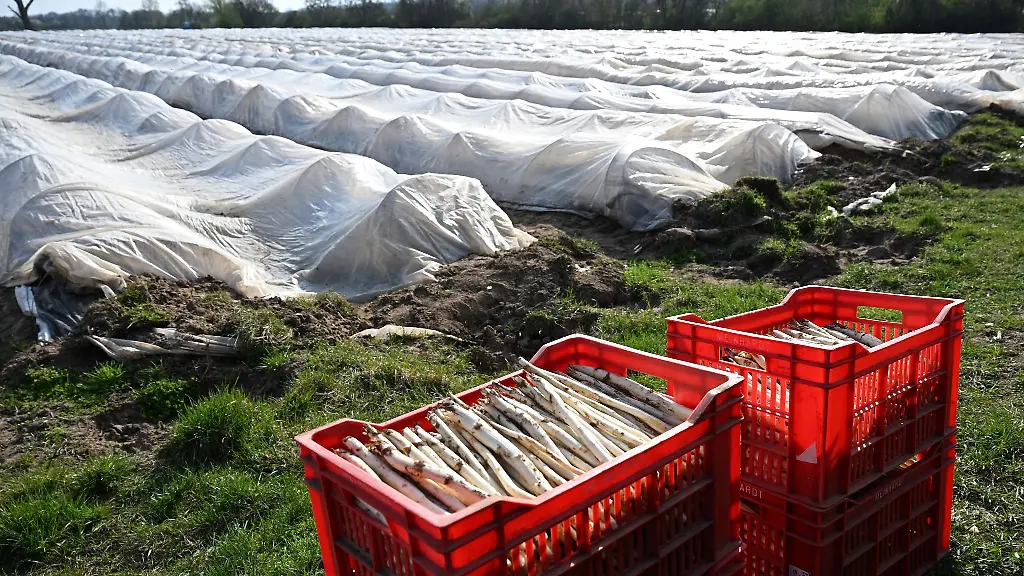 Kisten-mit-frisch-geerntetem-Spargel-stehen-vor-einem-Feld-bei-Weiterstadt