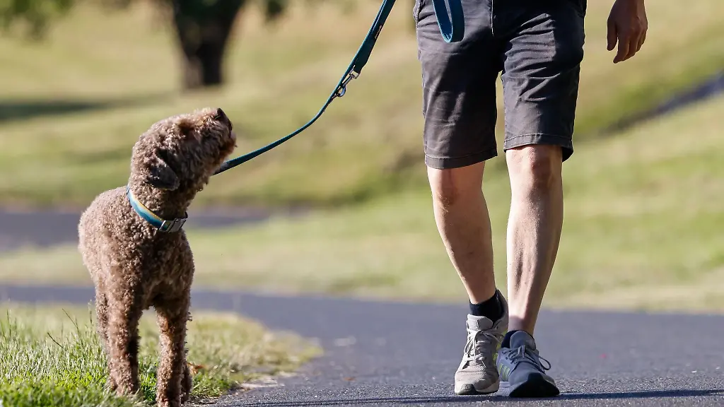 Wer-in-Bremen-einen-Hund-bekommt-muss-kuenftig-eine-Pruefung-absolvieren