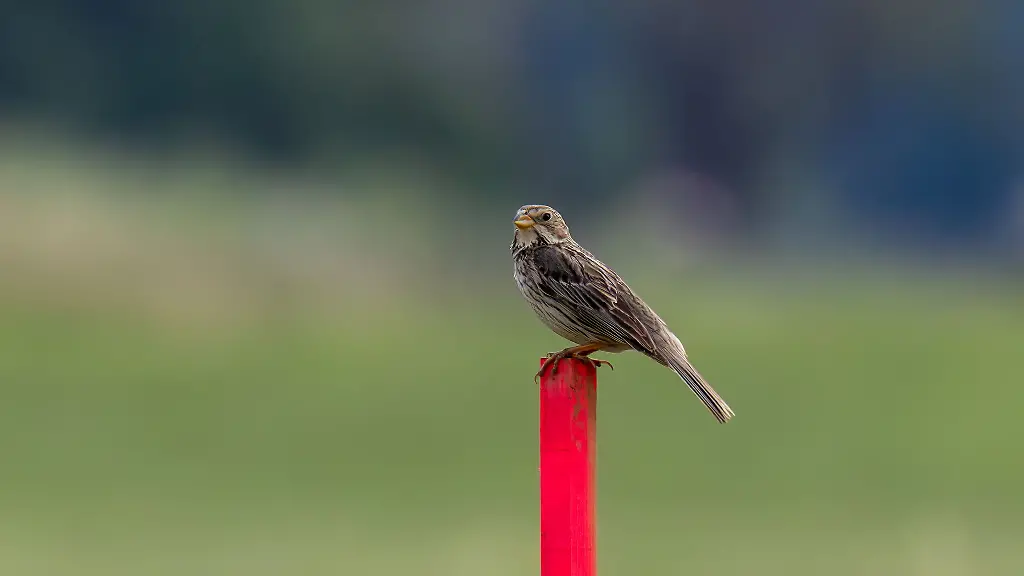 Die-Wiese-rund-um-die-Nester-der-Grauammer-werden-mit-einem-Pflock-markiert