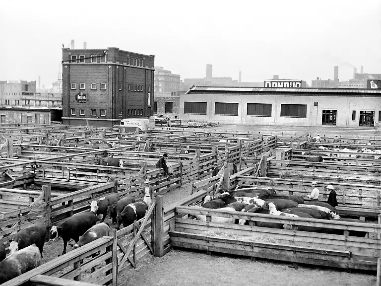 stock-yards-Chicago-cattle-meatpacking-industry-historical-October-29-2019-Chicago-Illinois-USA-Buyer-looking-over-cattle-Union-Stock-Yards-Chicago-Illinois-USA-John-Vachon-U-S-Office-of-War-Information-U-S