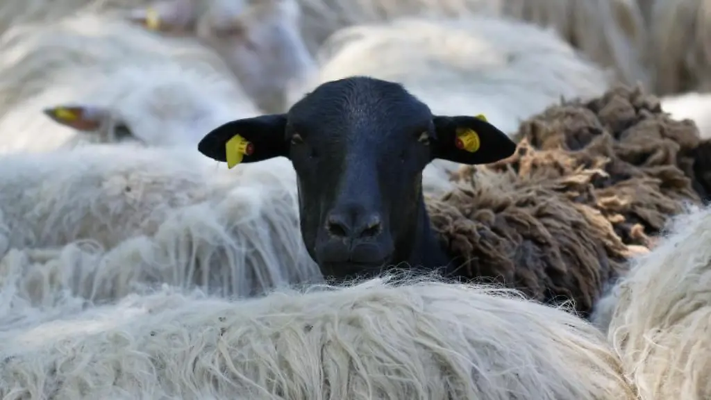 Der-Kopf-eines-schwarzen-Schafes-ragt-aus-einer-Schafherde