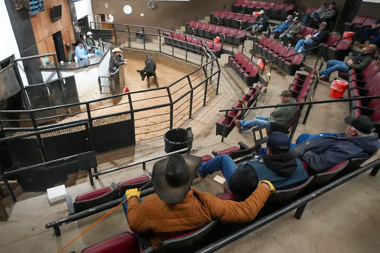 Buyers-look-on-as-a-cow-is-exhibited-in-the-auction-arena-at-the-Oklahoma-National-Stockyards-Tuesday-Jan-14-2025-in-Oklahoma-City