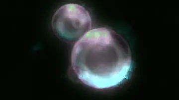 _20260701_nid_spud_cells_1200