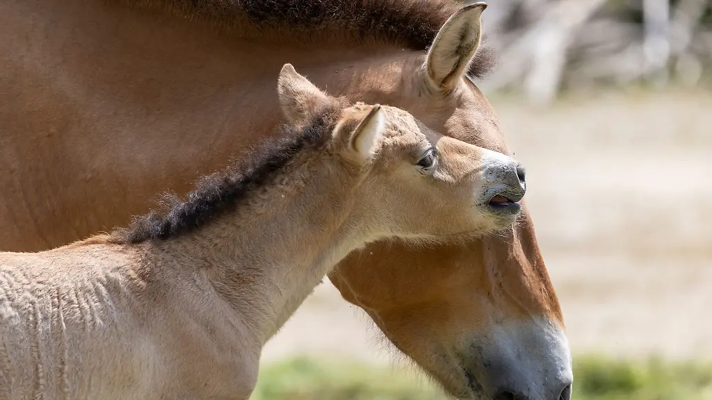 Bei-dem-Fohlen-handelt-es-sich-laut-Tierpark-um-einen-kleinen-Hengst