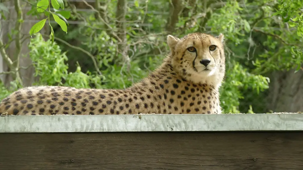 Der-Zoo-Neuwied-hat-ein-neues-Gepardenweibchen-aufgenommen