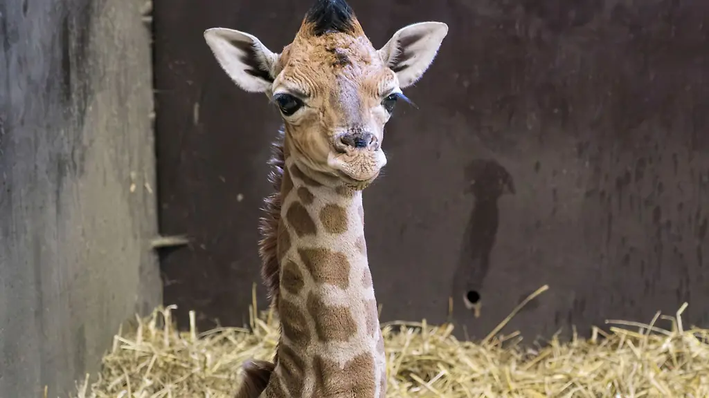 Ein-Giraffenkalb-des-Zoos-Schwerin-musste-eingeschlaefert-werden